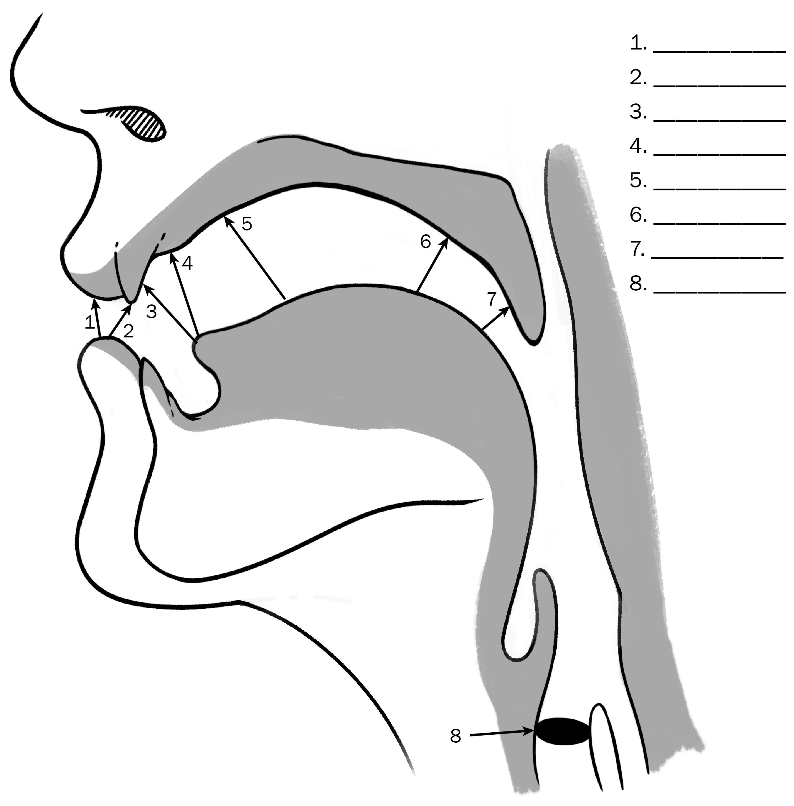 Llene los espacios en blanco con el término lingüístico para los distintos lugares de articulación de las consonantes de español.